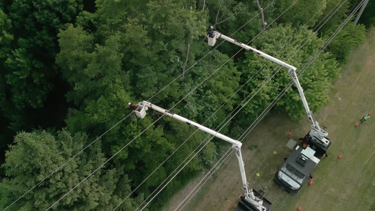 Best Tree Trimming and Pruning  in Decordova, TX